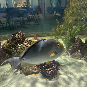 Surgeonfish ID
