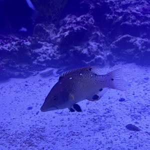 Hogfish ID