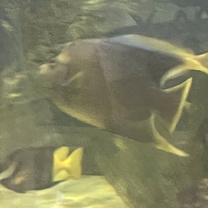 Angelfish ID
