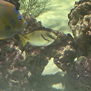 Rabbitfish ID