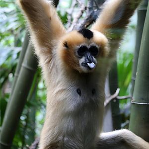 Northern White-cheeked Gibbon