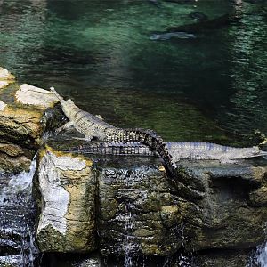 Gharial (Gavialis gangeticus)