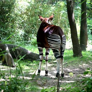 Okapi
