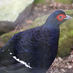 Mikado Pheasant, December 2018
