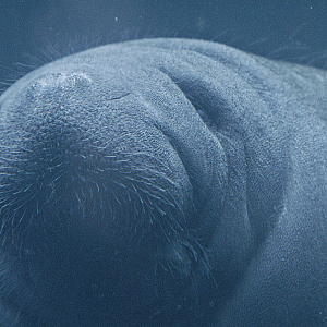 Manatee - Vincennes Zoo 2023
