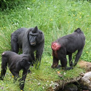 Sulawesi Crested Macaque
