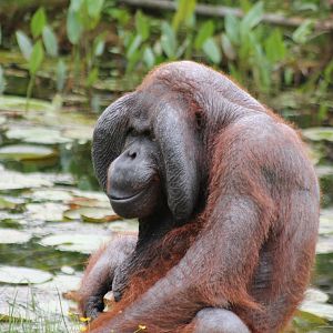 Bako at Borås Djurpark
