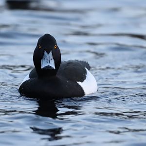 Tufted Duck, male