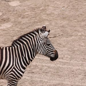 Zebra
