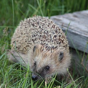 European Hedgehog