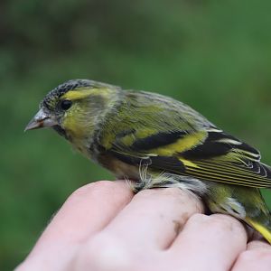 Eurasian siskin