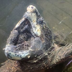 "Trapper's cabin" exhibit