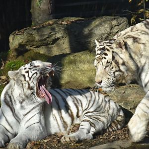 Panthera tigris - White Tiger