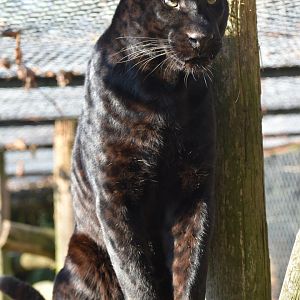 Panthera pardus - Black Leopard