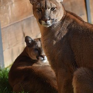 Puma concolor - Cougar