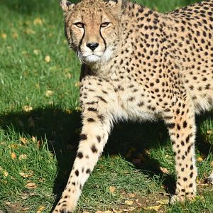 Acinonyx jubatus jubatus - South African Cheetah (Female)
