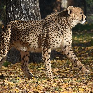 Acinonyx jubatus jubatus - South African Cheetah (Female)