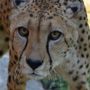 Acinonyx jubatus jubatus - South African Cheetah (Male)
