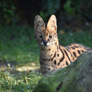 Leptailurus serval - Serval