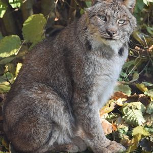 Lynx canadensis - Canadian Lynx (female)