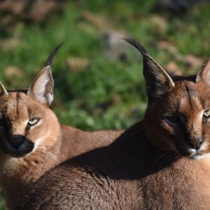 Caracal caracal - Caracal (pair)