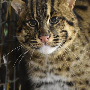 Prionailurus viverrinus - Fisching cat (male)
