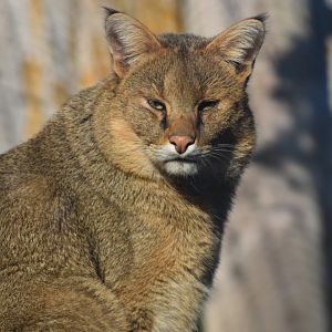 Felis chaus - Jungle Cat (male)