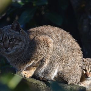 Felis silvestris gordoni - Gordon Wildcat