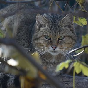 Felis silvestris silvestris - European Wildcat