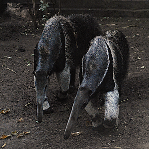 Two Anteaters - Vincennes Zoo 2023