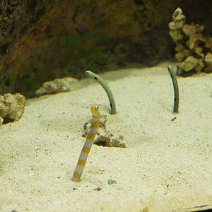 Wild Reef- Garden Eels (Nov 26, 2022)