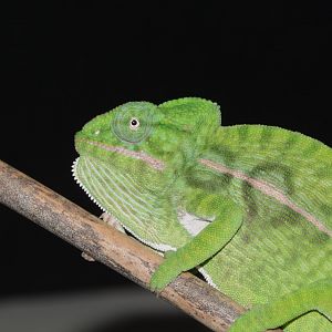 Green chameleon (Furcifer viridis)