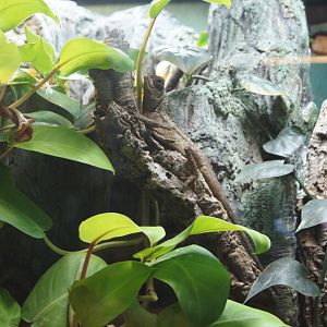 Mountain Horned Dragon (Nov 26, 2022)