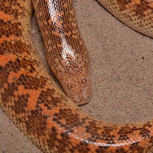 Idiot snake - Arabian sand boa (Eryx jayakari)