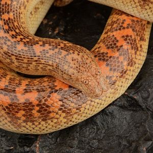 Idiot snake - Arabian sand boa (Eryx jayakari)