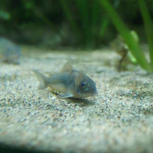 Corydoras ID - Shedd Aquarium (Nov 26, 2022)