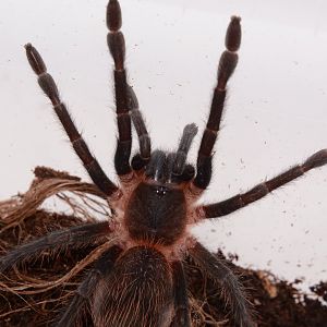 Veraguas giant tarantula (Sericopelma sp. "Veraguas")