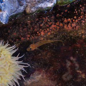 Oceanarium Tide Pool - Blackeye Goby