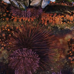 Oceanarium Tide Pool - Purple Sea Urchin