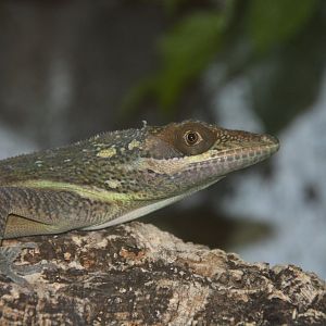 Giant yellow-headed knight anole (Anolis equestris buidei)