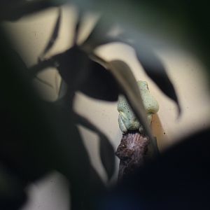 Tree frog ID