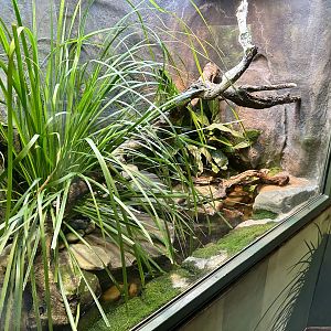Stuttering Frog Exhibit