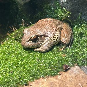Stuttering frog (Mixophyes balbus)