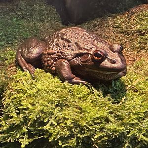 Southern bell frog (Litoria raniformis)