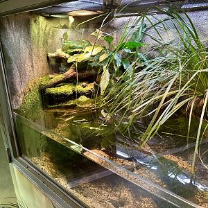 Southern Bell Frog Exhibit