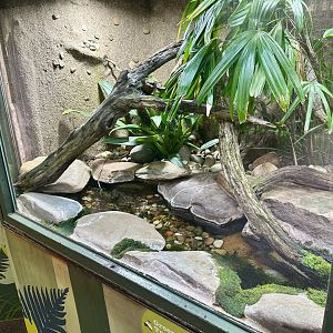 Green Tree Frog Exhibit