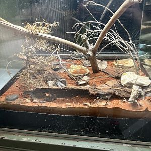 Crucifix Frog Exhibit