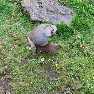 Hamadryas Baboons Mating