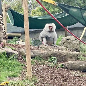 Middle Aged Male Hamadryas Baboon
