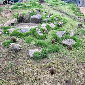 Hamadryas Baboon Troop